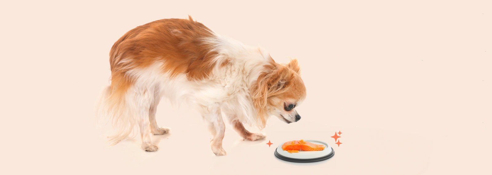Top 5 beneficios de los Omegas en perros y gatos
