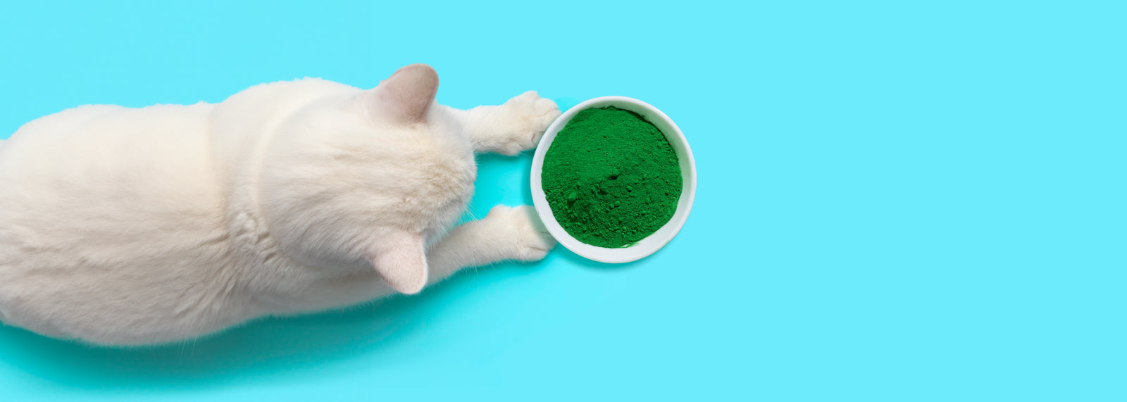 Top 5 beneficios de la espirulina en mascotas