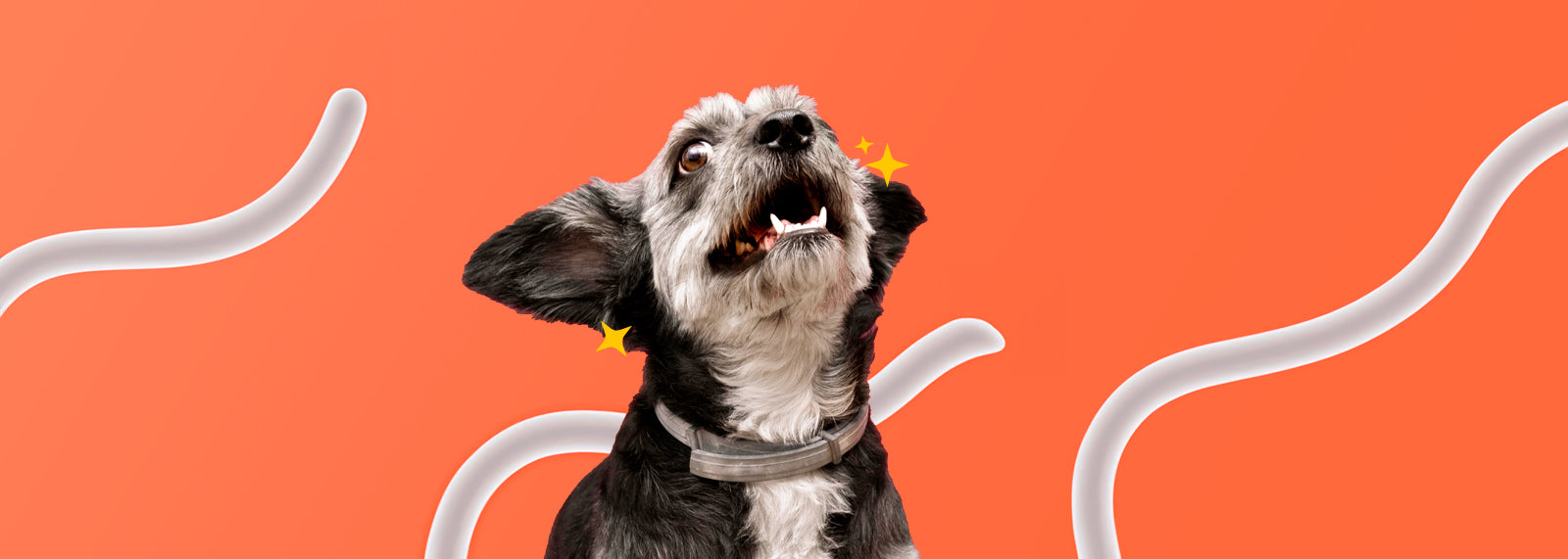 Por qué debes prestarle atención a los dientes de tu mascota
